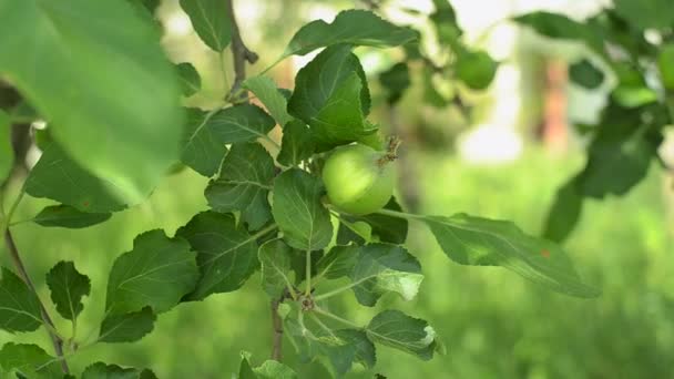 Pan shot of unripe apples sways in the wind. Closeup shot. — Stock Video