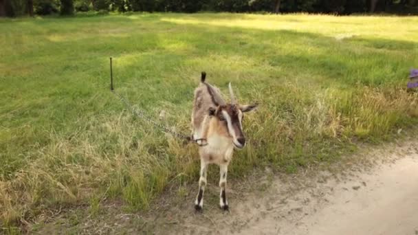 Adorable chèvre mange des fleurs sauvages des mains des femmes . — Video