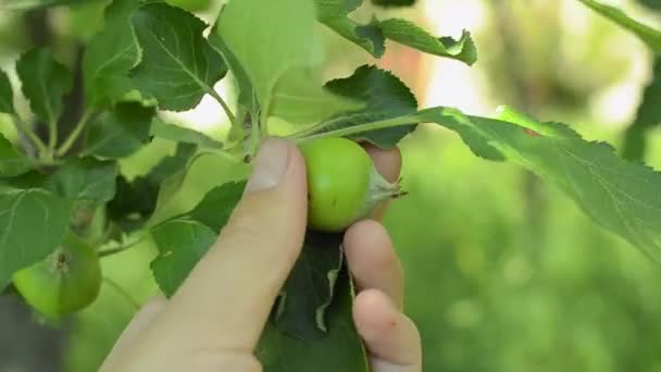 Мужчина вручную проверяет незрелое яблоко в саду . — стоковое видео