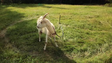 Keçi bir çayır yürür. Güneşli yaz akşam.