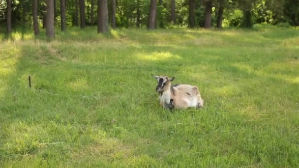 Closeup of a white goat chewing grass on a green meadow. — Stock Video