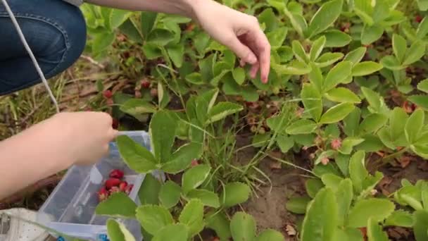 Petani muda mengumpulkan stroberi organik matang di kebun . — Stok Video