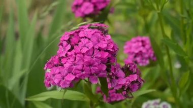 Dianthus çiçekler açar bahçede.