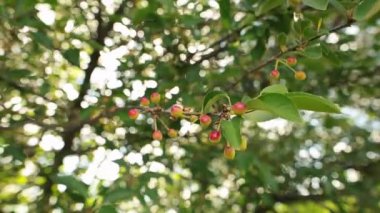 Güzel olgunlaşmamış kiraz kiraz ağacı dalına asılı. Selecrive odak.