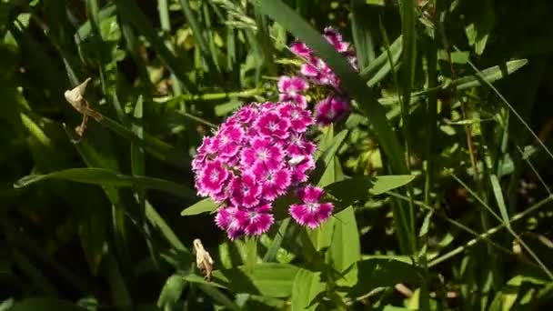 Belles fleurs de dianthus rose fleurissent dans le jardin d'été . — Video