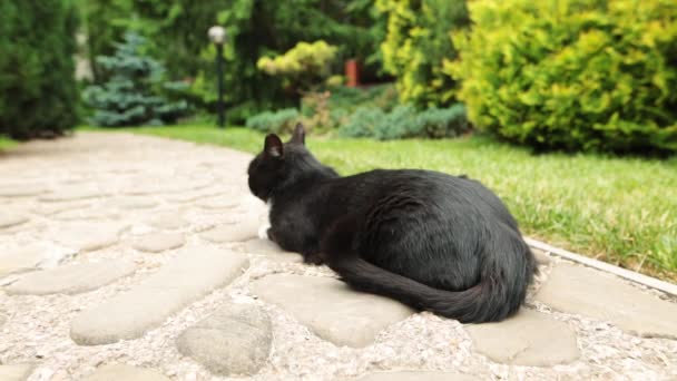 Kucing hitam malas beristirahat di kebun raya . — Stok Video