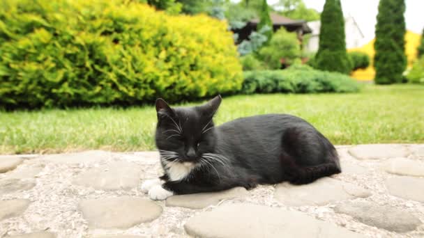 Bahçedeki kayalar üzerinde siyah ve beyaz tembel evsiz kedi. — Stok video