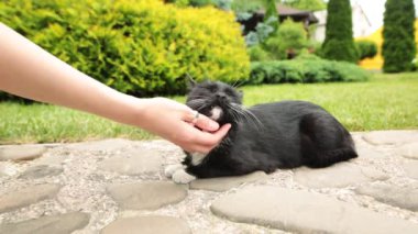 O kayaların üzerinde dinlenme el closeup sevişme evsiz kedi.