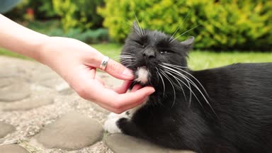 Kadın sevişme siyah kedi içinde belgili tanımlık bahçe veya hayvan sığınak dinlenme.