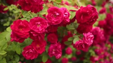 Seçici odak güzel gül bahçesinde.