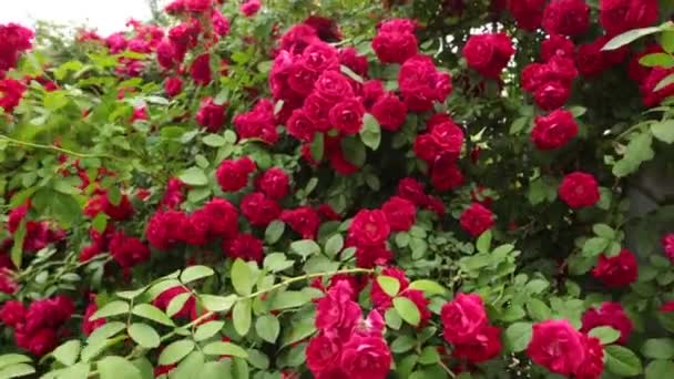 schöne rote Rosen im Garten zum Valentinstag.