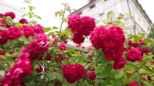Wonderful fragrant roses in a summer garden against a white building. — Stock Video