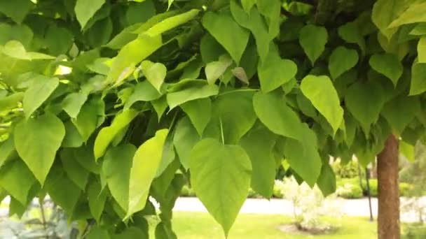 Junger katalanischer Baum mit sonnenbeschienenen Blättern. — Stockvideo