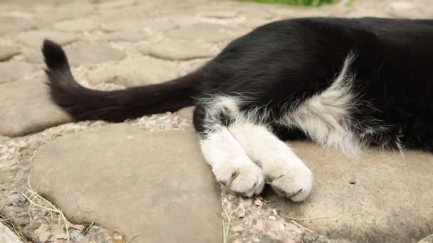 Cauda e patas de um gato preto e branco preguiçoso descansando sobre pedras de pavimentação . — Vídeo de Stock