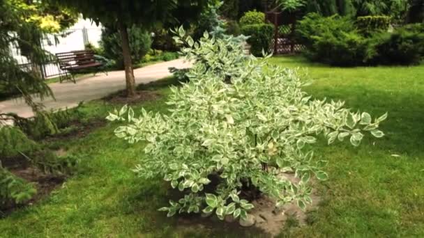 Arbusto verde no jardim de verão . — Vídeo de Stock