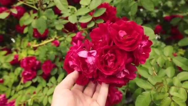 Hand of a man holding beautiful red roses in the garden. — Stock Video