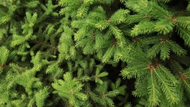 Panning shot of a green spruce branches as a textured background. — Stock Video