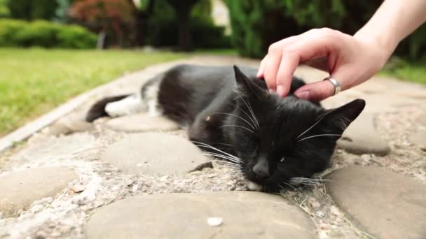 Ένα γυναικείο χέρι χαϊδεύει ένα ύπνο και μαύρη γάτα στον κήπο. — Αρχείο Βίντεο