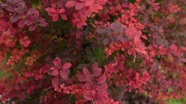 Berberis yaz bahçesinde bir çalı closeup.