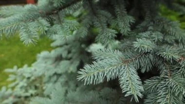 Mavi Ladin parkta dallarında tarih seçici odak.