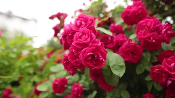 Рожева троянда на комах на пелюстках троянд в саду влітку . — стокове відео