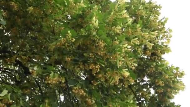 Linden treewith fresh leaves and flowers with wind blowing. — Stock Video