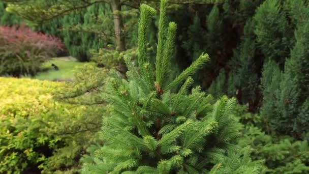 Vertikale Pfanne einer grünen Fichte im Park. — Stockvideo