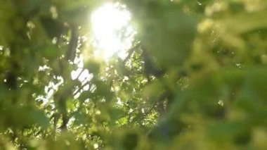 Rüzgar ağacı yeşil üfleme ile güzel güneş yaprakları.