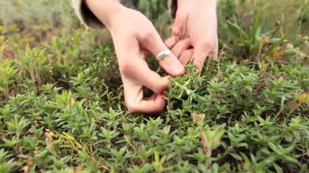 Vrouw handen oppakken van verse groene tijm groeien in de weide. — Stockvideo