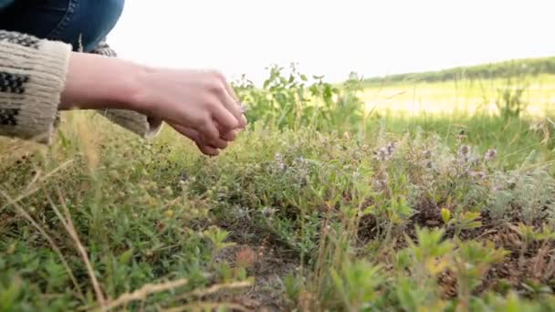 Žena ruce vyzvednout čerstvé zelené tymiánu s fialovými květy roste na louce. — Stock video