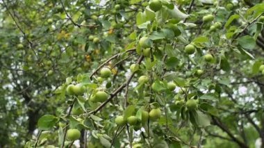 Elma dalda asılı olgunlaşmamış yeşil elma.