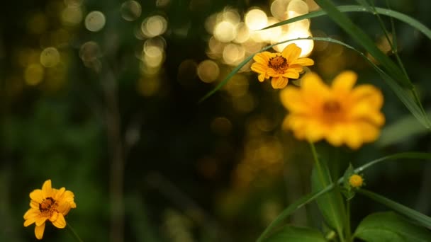 Beautiful yellow flowers against the background of a summer sunset in the forest. — Stock Video