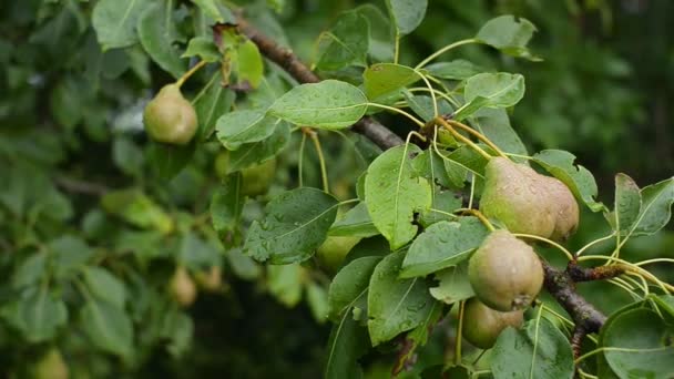 Peras inmaduras en árboles frutales después de la lluvia en una granja rural. El concepto de una dieta saludable . — Vídeos de Stock