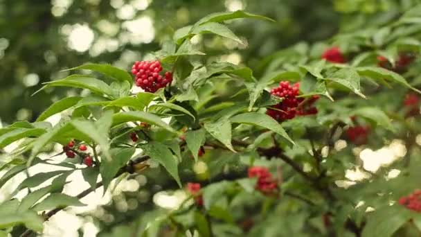 Κόκκινο elderberry στον κλάδο υπό το απαλό φως του ήλιου. — Αρχείο Βίντεο