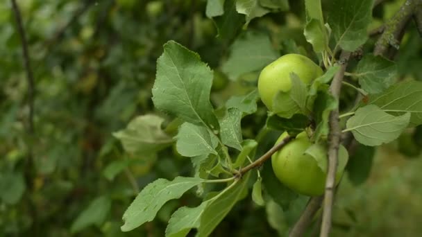 Omogna gröna äpplen på ett träd i trädgården. — Stockvideo