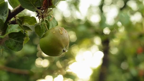 Pomme verte sur une branche d'arbre avec des feuilles. Jardin de pommiers le soir . — Video