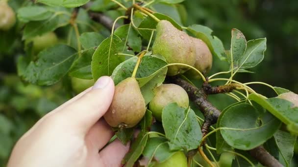 Ung man tar saftiga päron i handen. Begreppet en hälsosam kost. — Stockvideo
