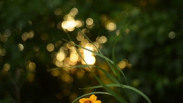 Magníficas flores amarillas sobre el fondo de una puesta de sol de verano en el bosque. Primer plano. . — Vídeos de Stock