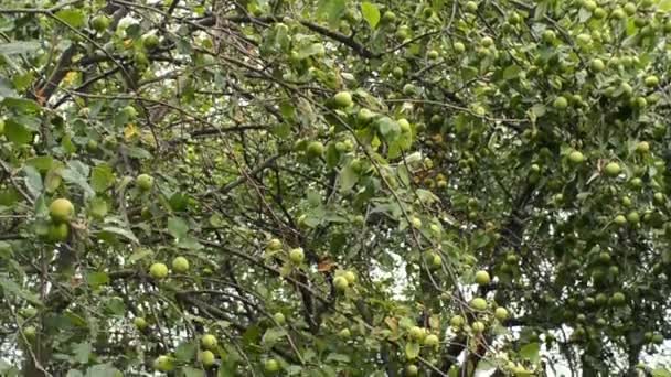 Gröna äpplen hängde på en gren av äpple. Oberoende skörd trädgård grönsaker. — Stockvideo