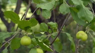 Organik elma ağacı. Özel bir meyve bahçesi olgunlaşmamış yeşil meyvelerde kadeh kaydırmak.