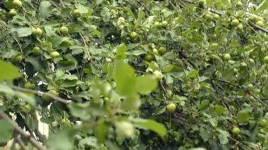 Lezzetli yeşil elma, meyve ağacı, özel meyve bahçesi, Bahçe bitkileri.