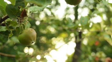 Bir ağaç dalı ile üzerinde olgunlaşmamış yeşil elma bırakır. Elma ağacı Bahçe akşam.