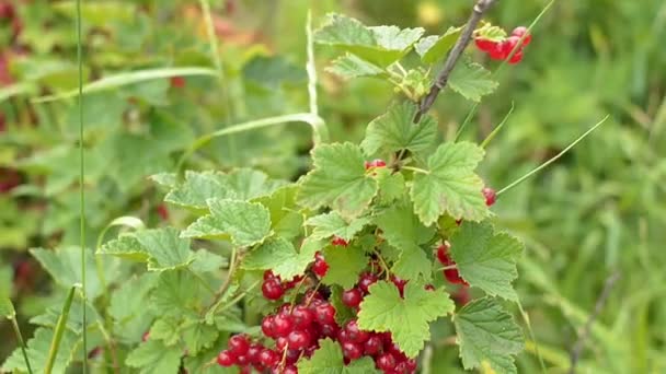 Primo piano di diversi grappoli di succose bacche di ribes rosso maturo . — Video Stock