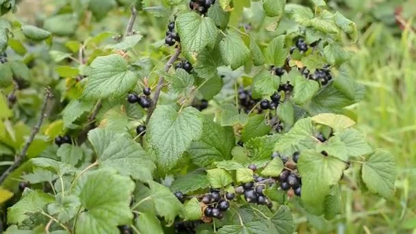 Zweig frischer schwarzer Bio-Johannisbeere im Garten. windiges Wetter. Selektiver Fokus. — Stockvideo