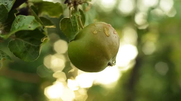 Omogna gröna äpplen som hänger på en apple trädgren efter regnet. Gyllene timmen. — Stockvideo