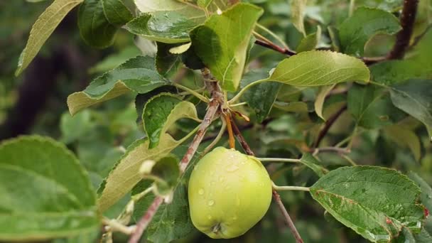 Mooie groene appel op een vertakking van de beslissingsstructuur apple na de regen. — Stockvideo