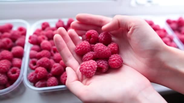 Ώριμη jraspberries στα γυναικεία χέρια σε άσπρο φόντο, σε εσωτερικούς χώρους. — Αρχείο Βίντεο