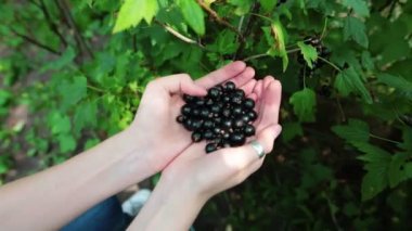 Beyaz bahçıvan tutarak taze çilek. Siyah frenk üzümü, blackberry.