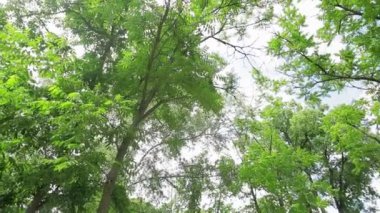 Güneşli bir günde güzel akasya. Yeşil yeşillik.