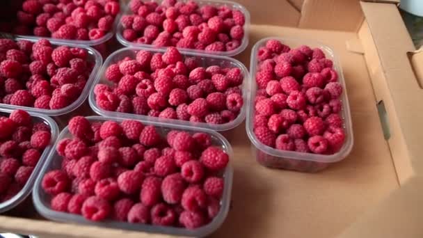 Framboises biologiques fraîches dans des boîtes en plastique à l'intérieur d'une boîte en carton — Video